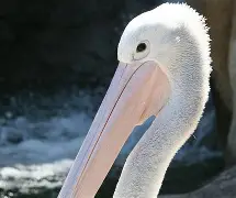 db电竞游戏官网-赛前新奥尔良鹈鹕调整名单以备法国杯，状态回暖环节打磨，底气十足，心理建设被强调